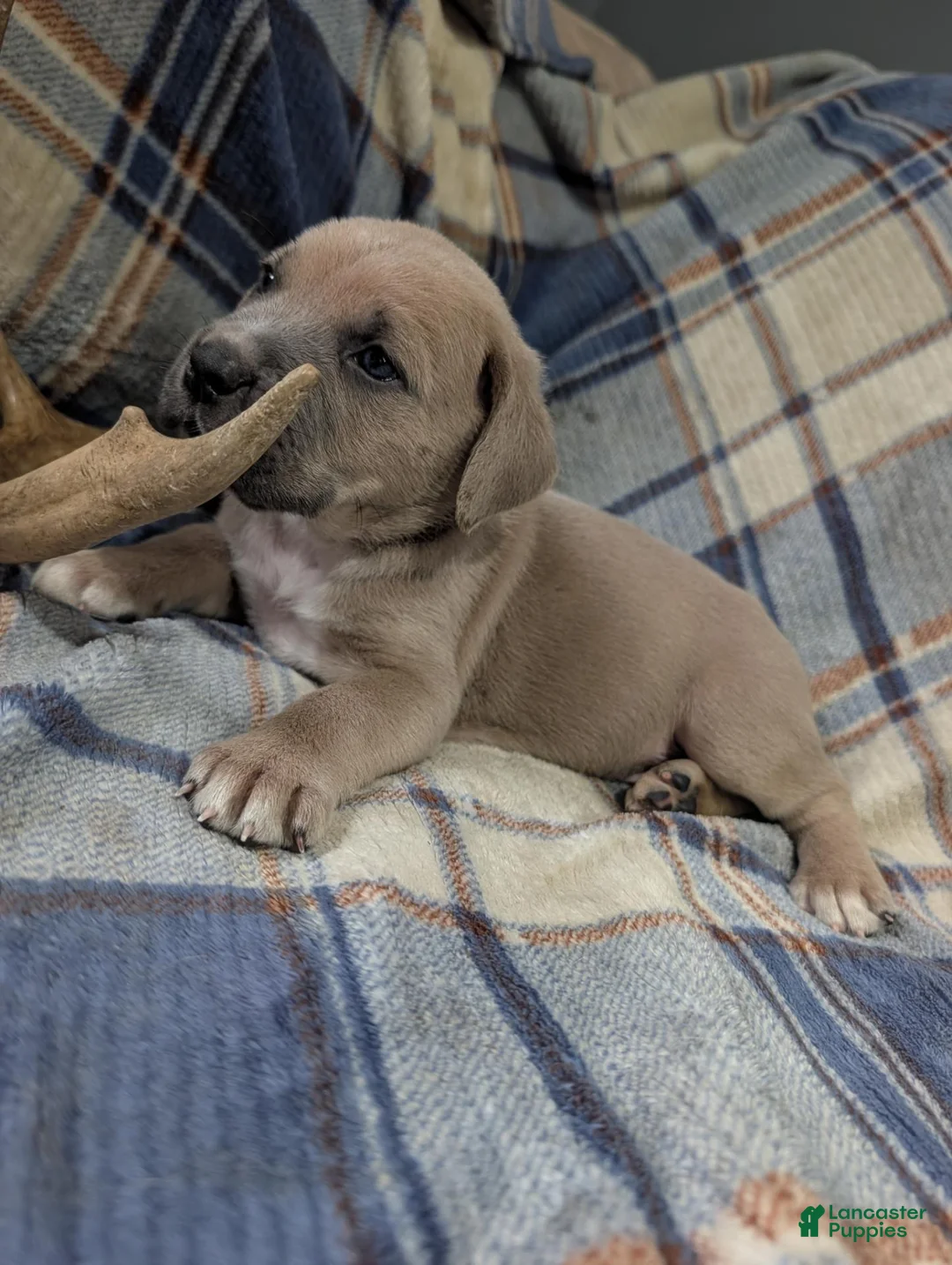 Cane Corso dogs for sale: Hoss Our Little Fighter  - Ad 2