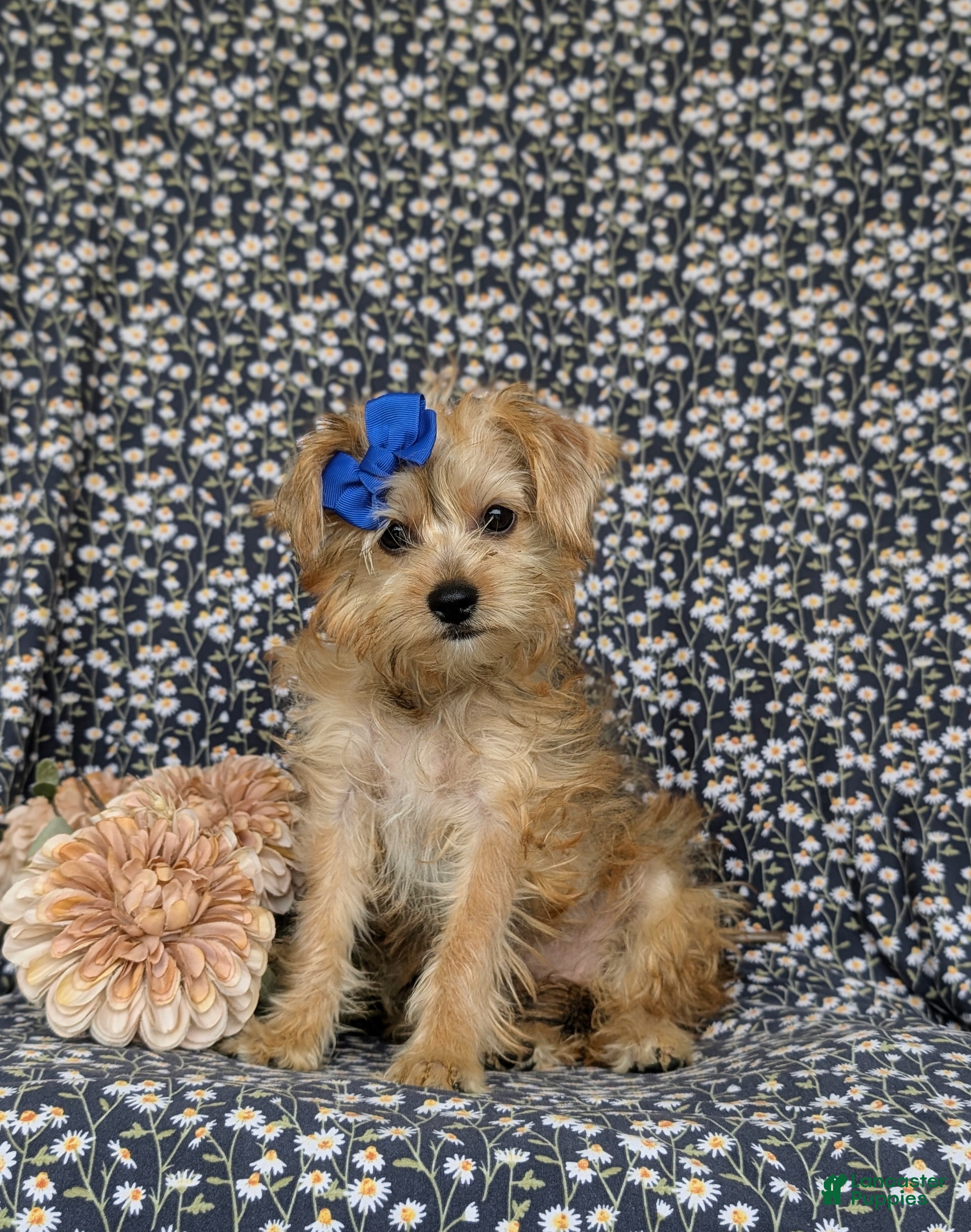 Shorkie dogs Mia Hypoallergenic - Ad 1