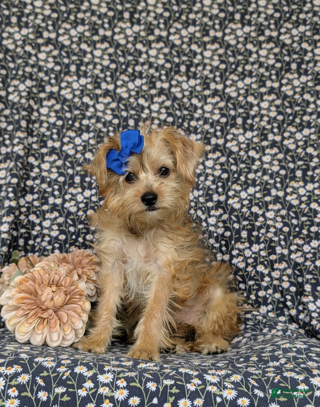 Shorkie dogs for sale: Mia Hypoallergenic - Ad 1