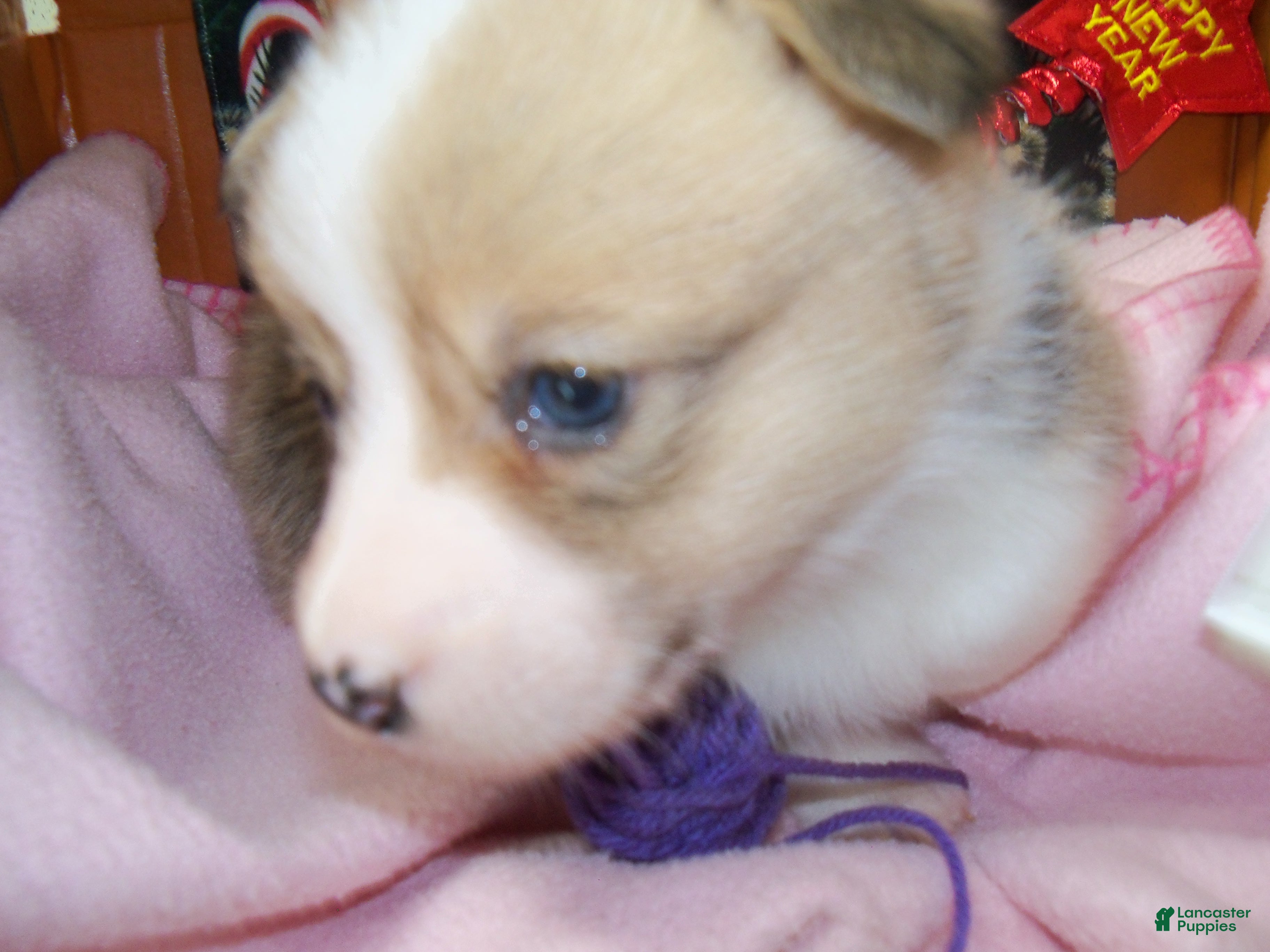 Welsh Corgi Pembroke dogs Roxy - Ad 2