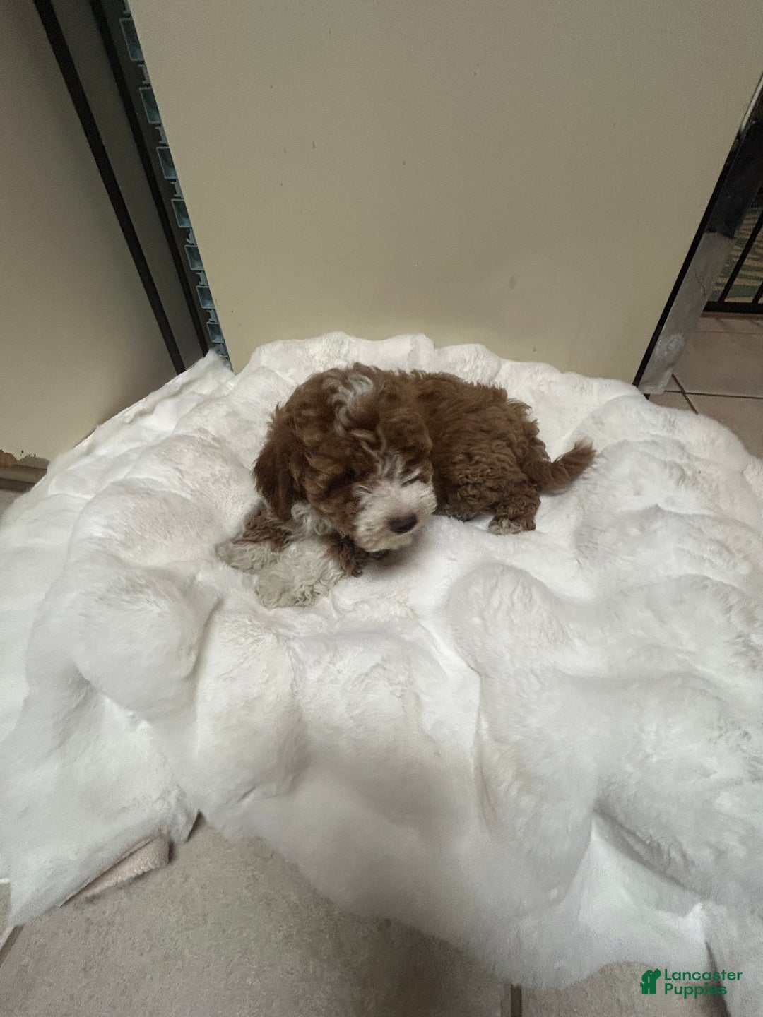 Mini Goldendoodle dogs for sale: Petite Tuxedo Mini Goldendoodle Cinnabun  - Ad 4