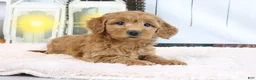 Mini Goldendoodle dogs for sale: Flo - Ad 4