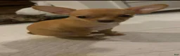 Chihuahua dogs for sale: Chihuahua 1 - Ad 3