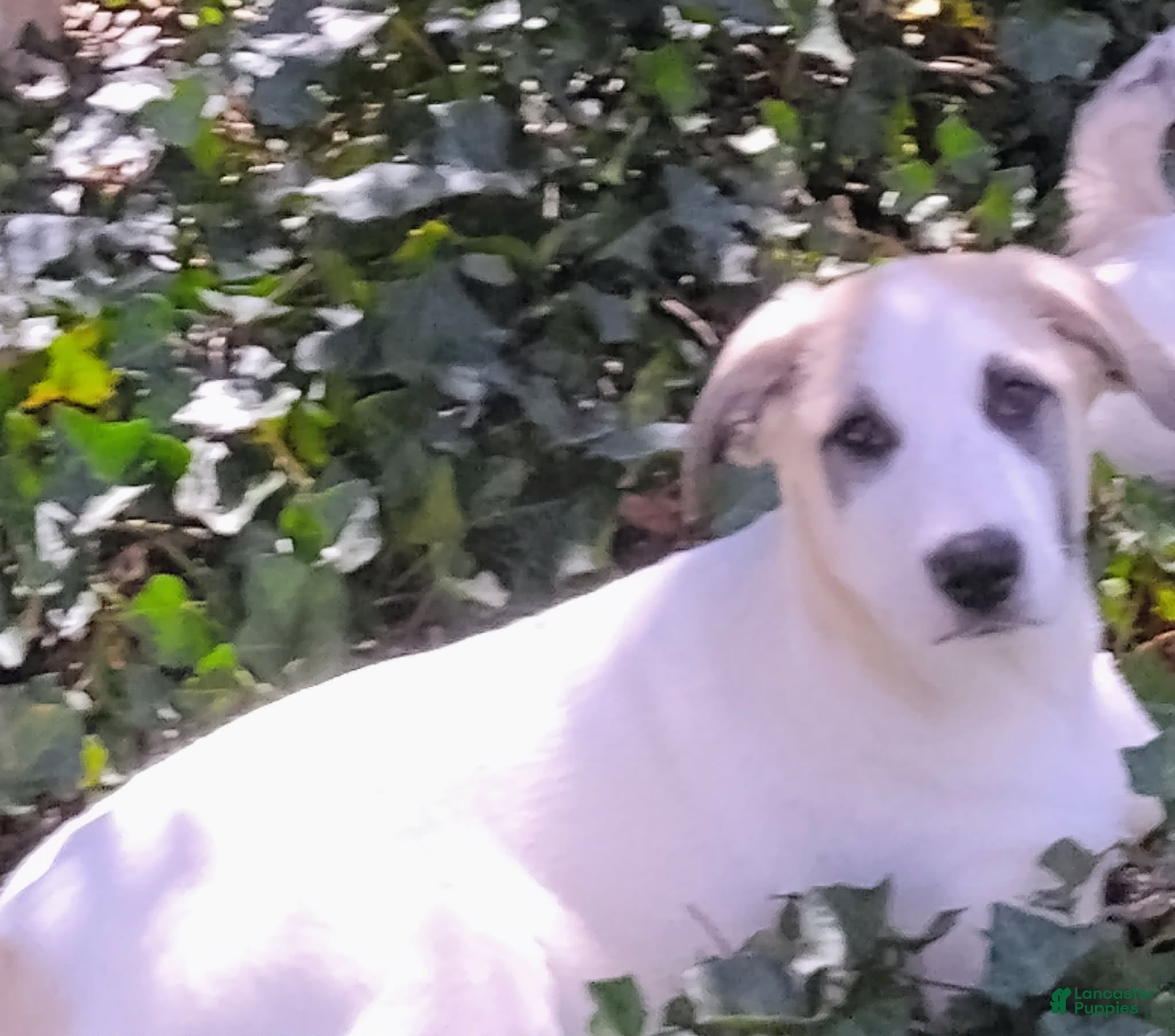 Mixed Breed dogs Mixed Breed Puppy 1 - Ad 26