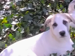 Mixed Breed dogs Mixed Breed Puppy 1 - Ad 26