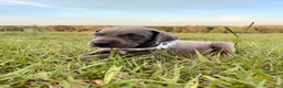 Great Dane dogs for sale: Euro Sterling  - Ad 4