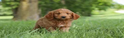 Mini Goldendoodle dogs for sale: Buddy - Ad 4