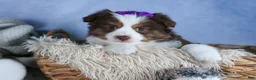 Miniature Australian Shepherd dogs for sale: EDIE - Ad 5