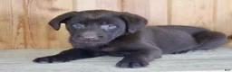 Labrador Retriever dogs for sale: Tulip - Ad 3