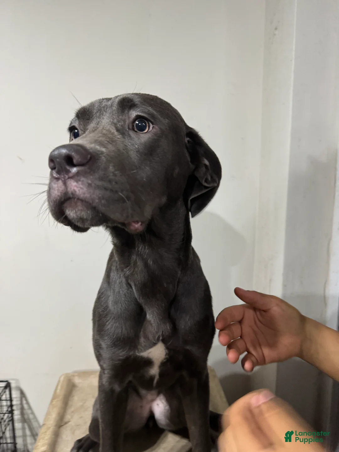 Cane Corso dogs for sale: Cane Corso 3 - Ad 3