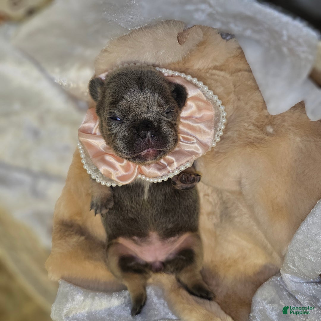 French Bulldog dogs for sale: Velour AKC Fluffy Carrier  - Ad 8