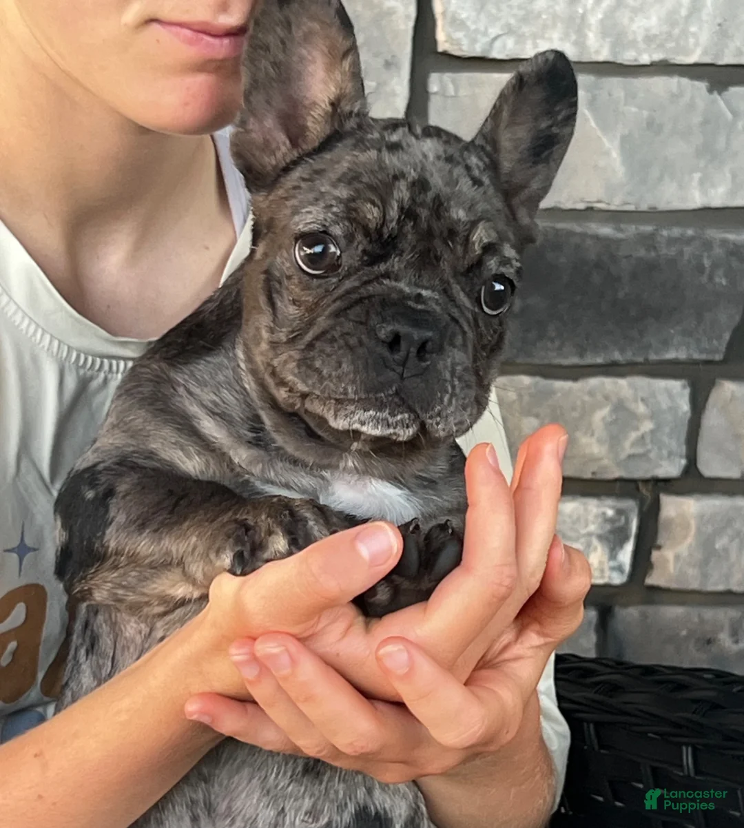French Bulldog dogs for sale:  Figgy - Ad 1