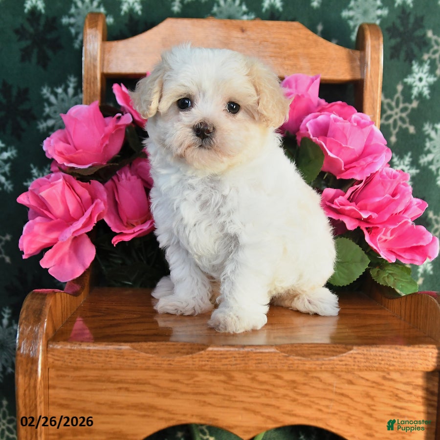 Maltipoo dogs Kaisy - Ad 1