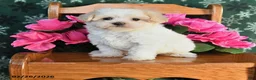 Maltipoo dogs for sale: Kaisy - Ad 1