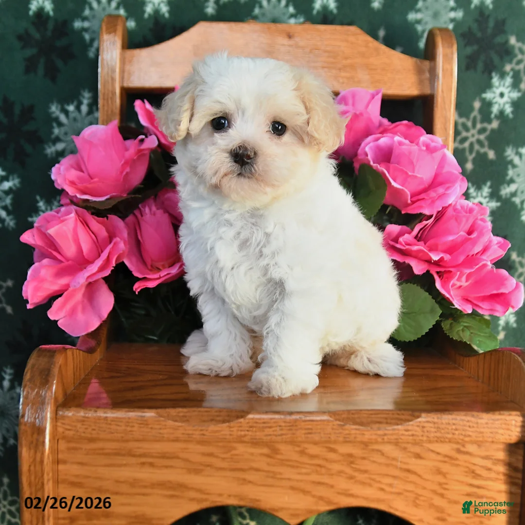 Maltipoo dogs for sale: Kaisy - Ad 1