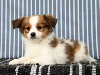 Papillon dogs Mack - Ad 8