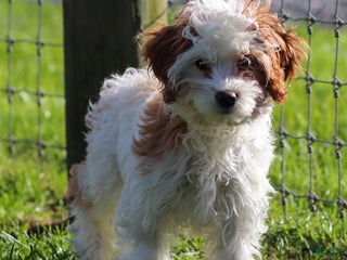 Cavapoo dogs - Ad 13