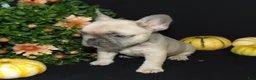 French Bulldog dogs for sale: Murphy - Ad 3