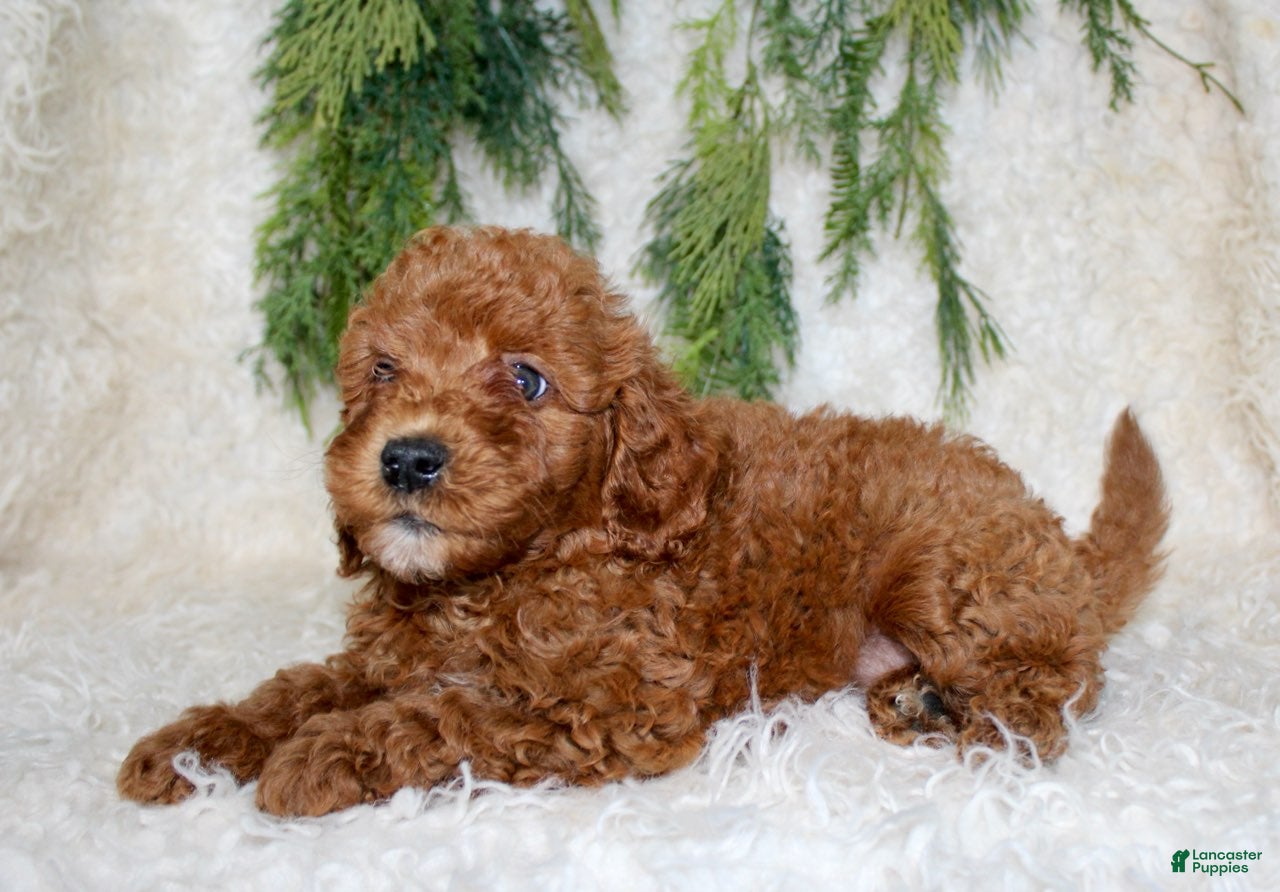 Cavapoo dogs Cavapoo 4 - Ad 12