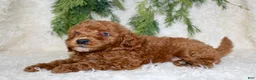 Cavapoo dogs for sale: Cavapoo 4 - Ad 1
