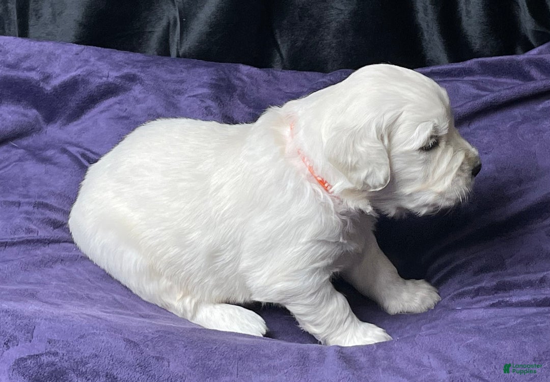 Golden Retriever dogs for sale: Clemson - Ad 4