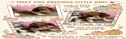 Dachshund dogs for sale: Dachshund 3 - Ad 1