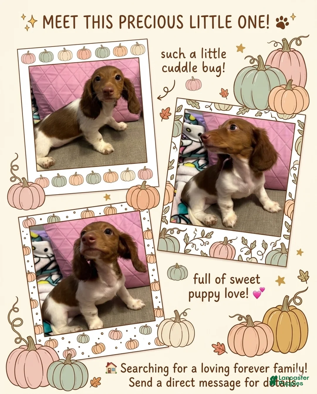 Dachshund dogs for sale: Dachshund 3 - Ad 1