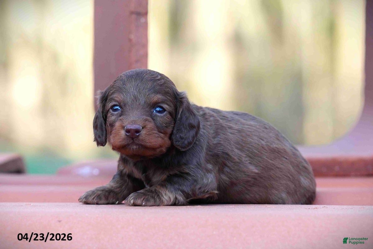 Miniature Dachshund dogs Cindy - Ad 1