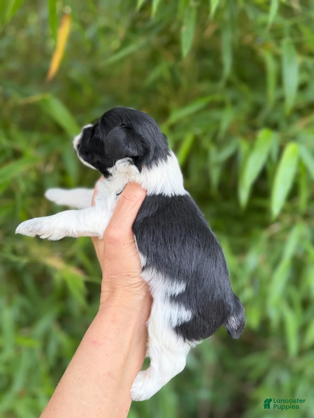Miniature Schnauzer dogs for sale: Miniature Schnauzer Puppy 1 - Ad 2