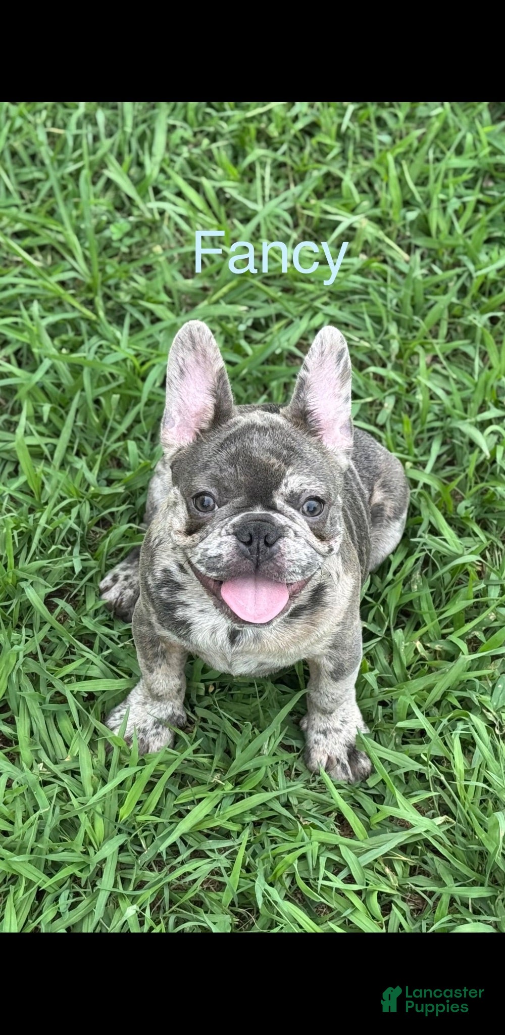 French Bulldog dogs Smiles - Ad 1