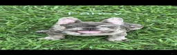 French Bulldog dogs for stud: Smiles - Ad 1