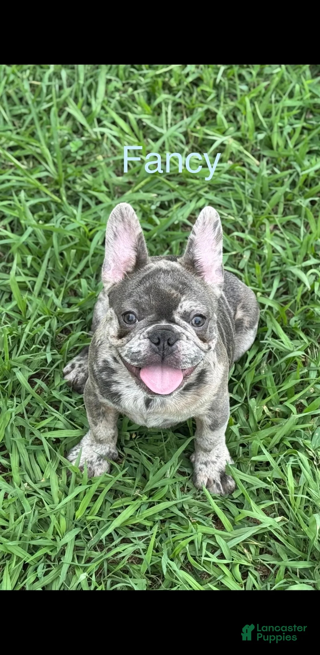 French Bulldog dogs for stud: Smiles - Ad 1