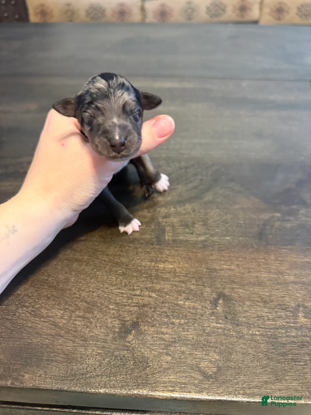 Aussiedoodle dogs for sale: Belfrey - Ad 2