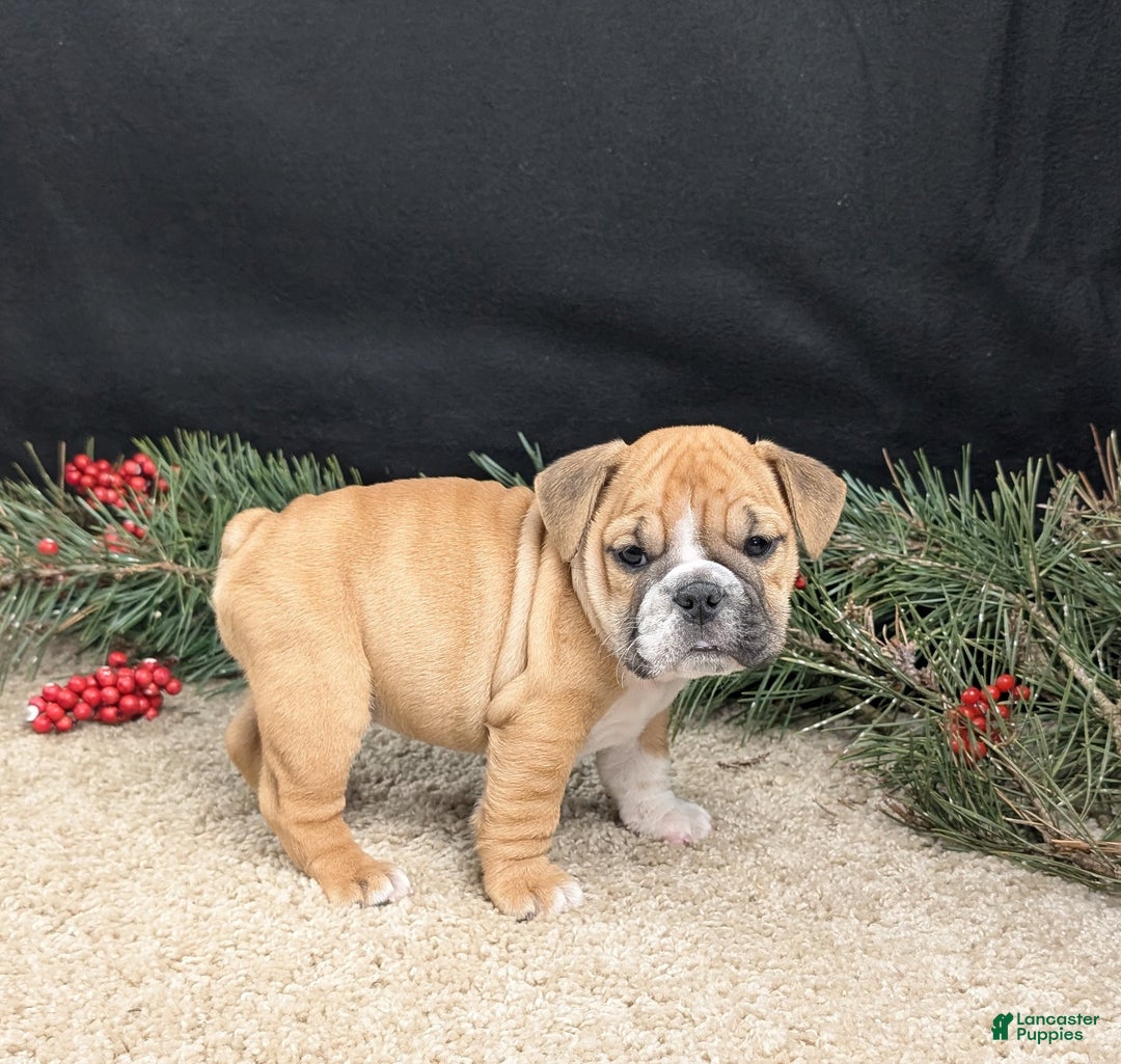 English Bulldog dogs for sale: Joy  - Ad 2