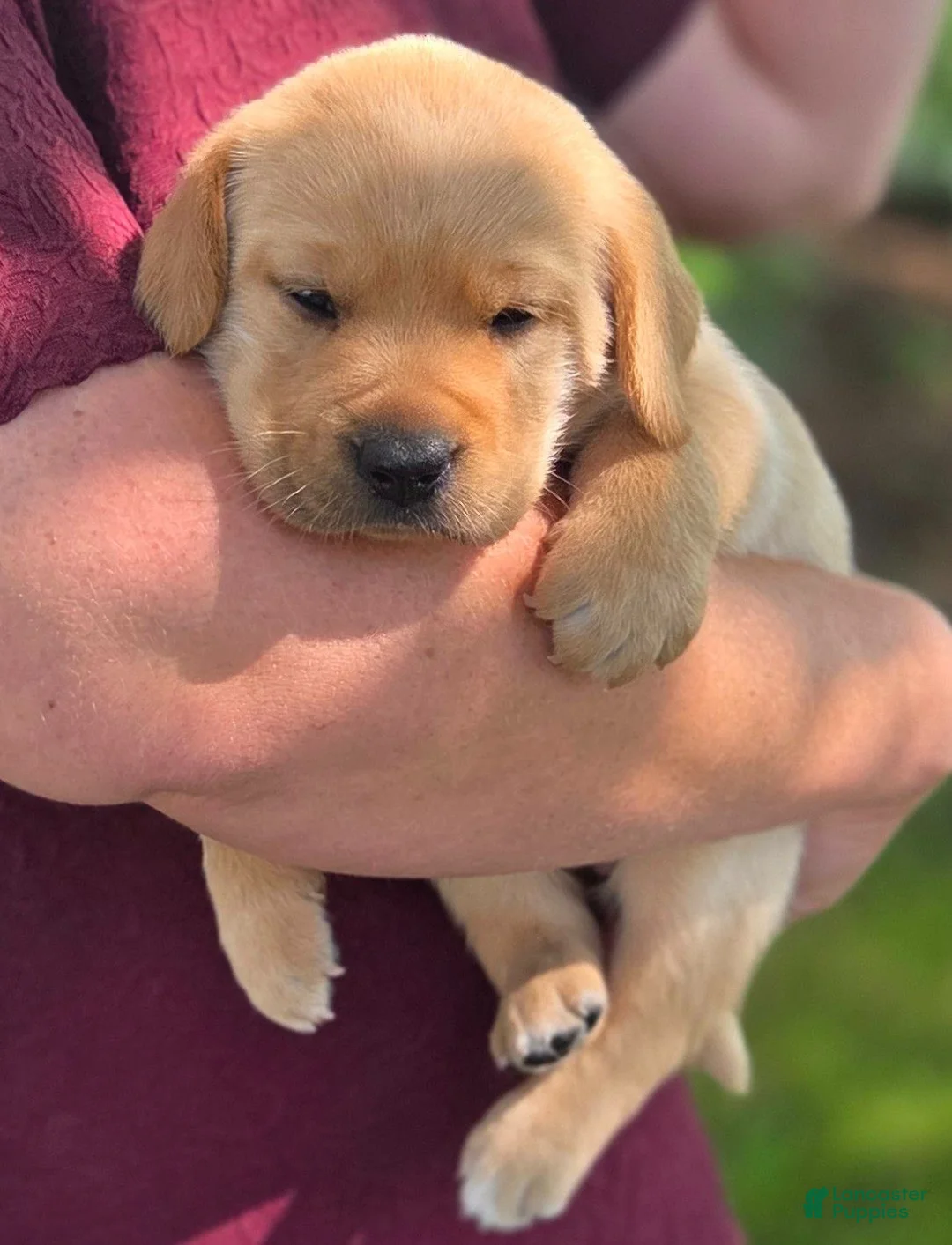 Labrador Retriever dogs for sale: Molly - Ad 1