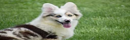 Welsh Corgi Pembroke dogs for sale: Lucas - Ad 7