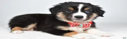 Miniature Australian Shepherd dogs for sale: Finley - Ad 2