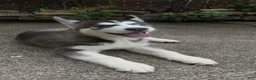 Siberian Husky dogs for sale: Ari - Ad 2