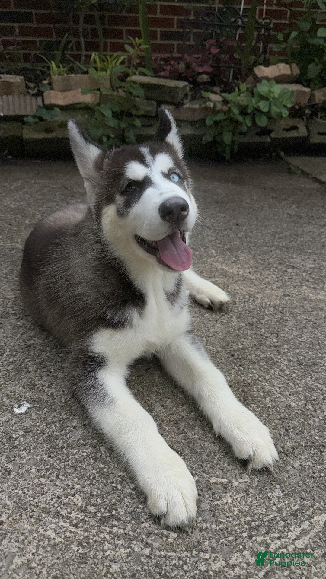 Siberian Husky dogs for sale: Ari - Ad 2
