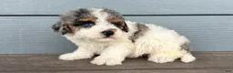Cavapoo dogs for sale: Smudge - Ad 3