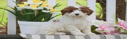 Cavapoo dogs for sale: Scott - Ad 1