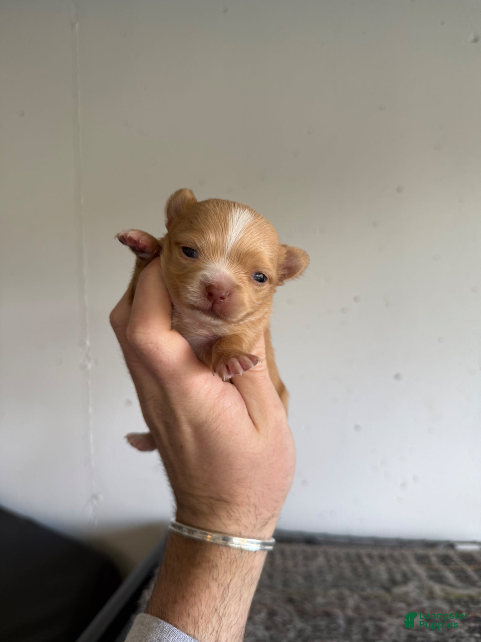 Chihuahua dogs Hallie LH  - Ad 15