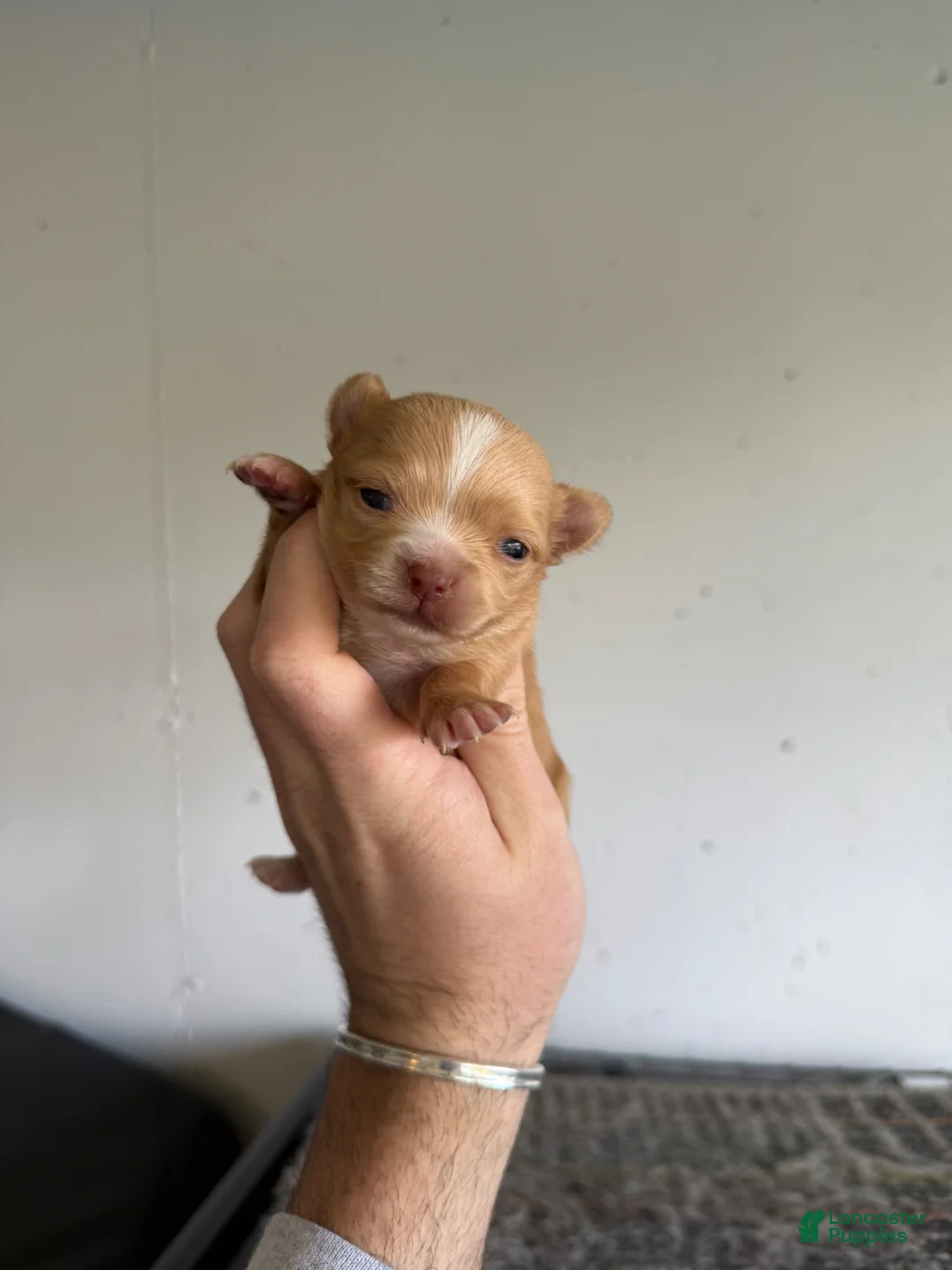 Chihuahua dogs for sale: Hallie LH  - Ad 1