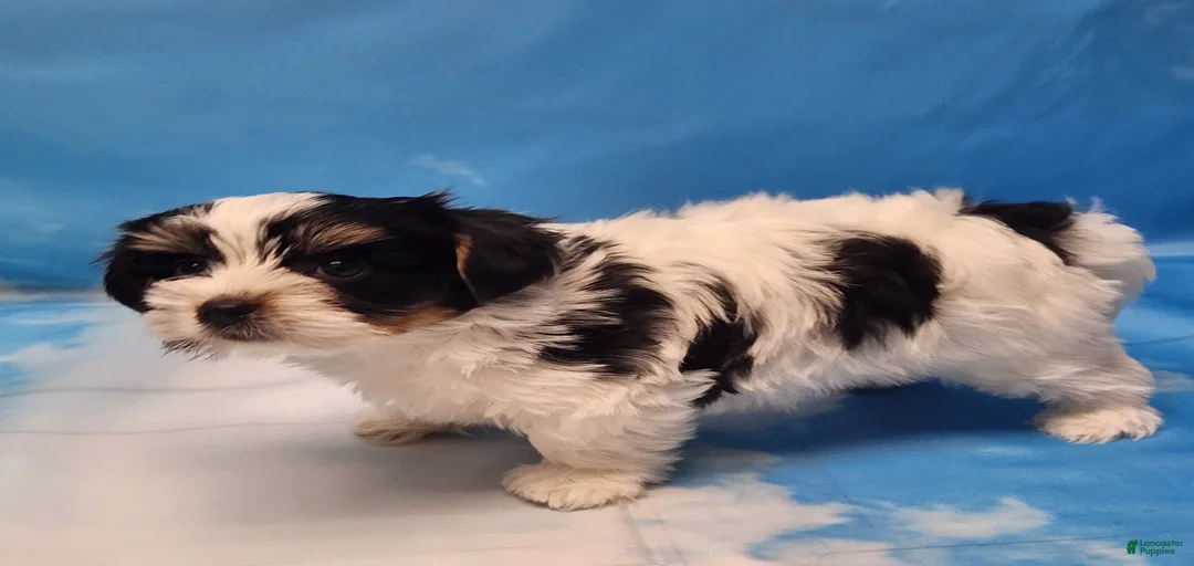 Gallery Image {{count}}