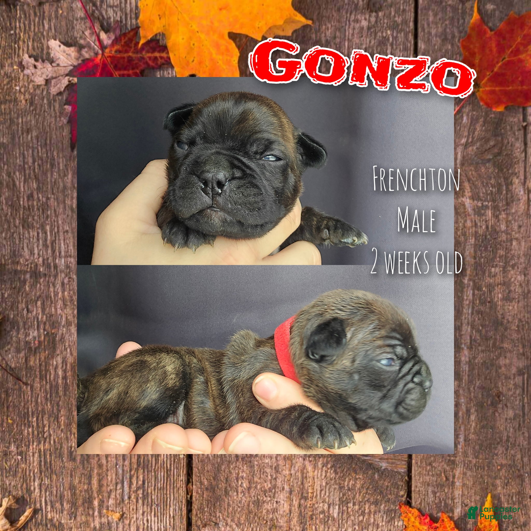 Frenchton dogs Gonzo - Ad 30
