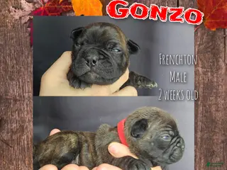 Frenchton dogs Gonzo - Ad 30