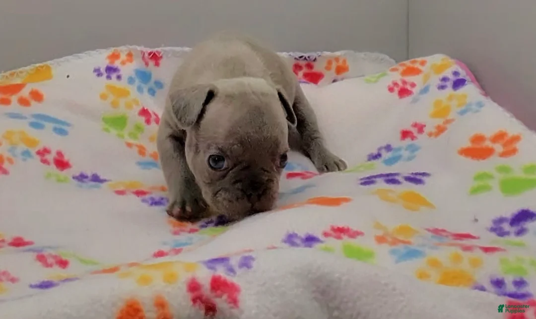 French Bulldog dogs for sale: French Bulldog 1 - Ad 1