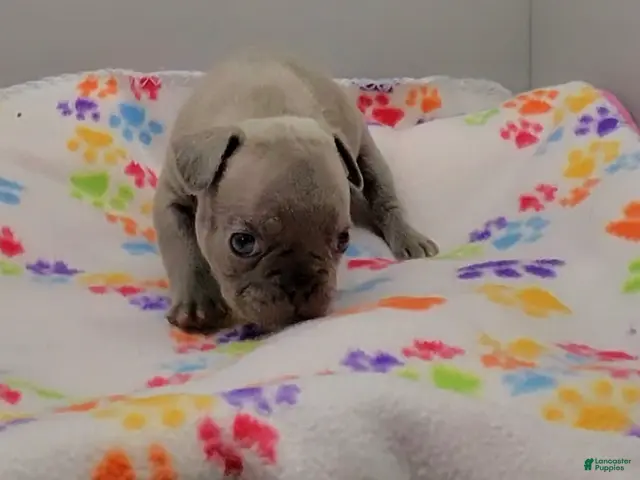 French Bulldog dogs for sale: French Bulldog 1 - Ad 1