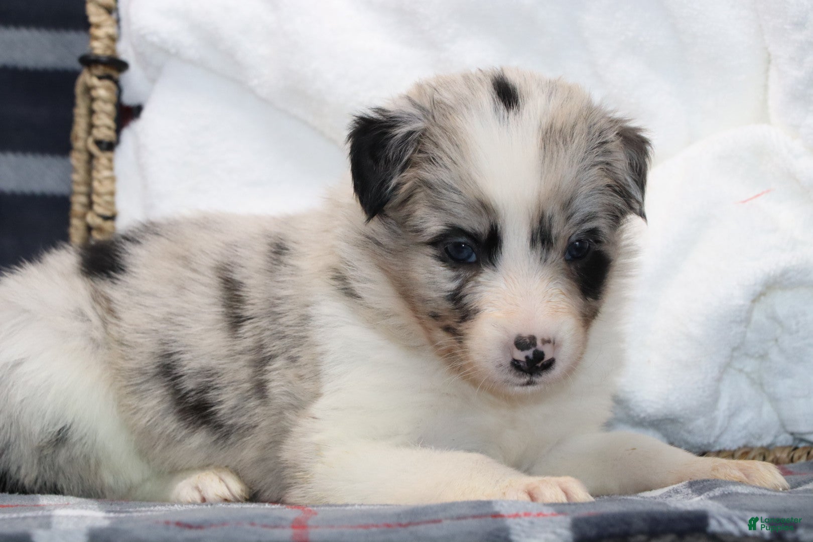 Border Collie dogs  molly - Ad 8