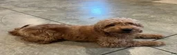 Mini Goldendoodle dogs for sale: Holly - Ad 8